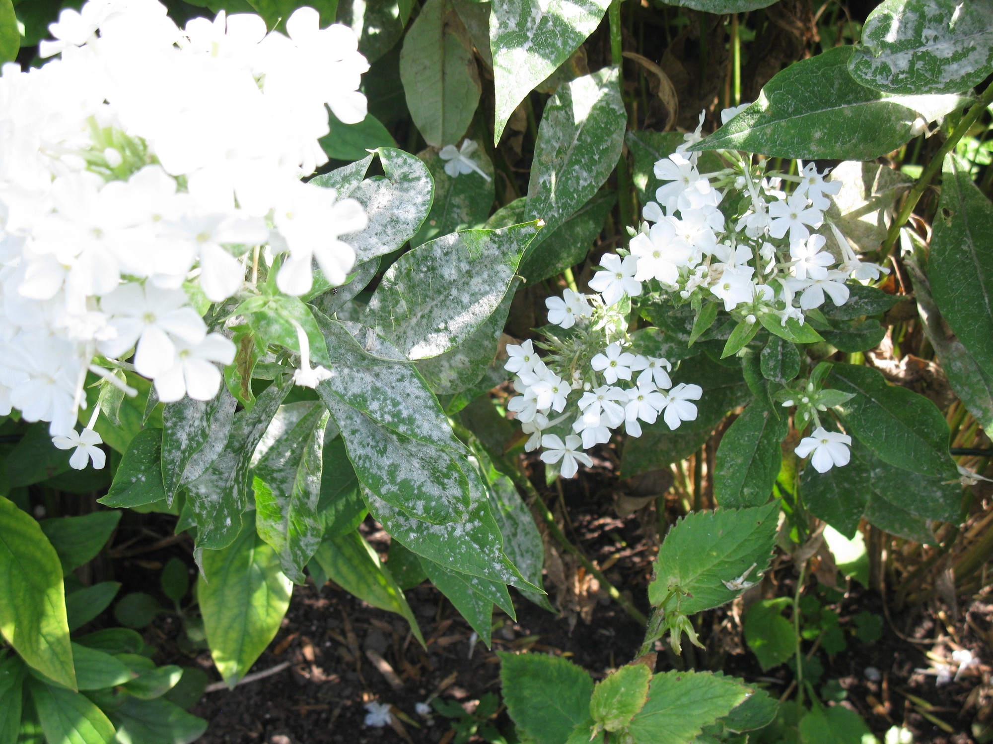 Turfing & Lawn Laying